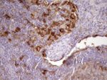 CPM Antibody in Immunohistochemistry (Paraffin) (IHC (P))