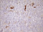 CPM Antibody in Immunohistochemistry (Paraffin) (IHC (P))