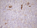 CPM Antibody in Immunohistochemistry (Paraffin) (IHC (P))