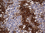 CPM Antibody in Immunohistochemistry (Paraffin) (IHC (P))