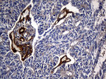 CPM Antibody in Immunohistochemistry (Paraffin) (IHC (P))