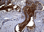 CPM Antibody in Immunohistochemistry (Paraffin) (IHC (P))