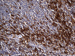 CPM Antibody in Immunohistochemistry (Paraffin) (IHC (P))