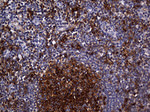 CPM Antibody in Immunohistochemistry (Paraffin) (IHC (P))