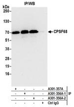 CPSF68 Antibody in Western Blot (WB)