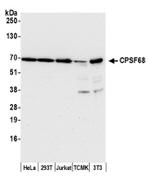 CPSF68 Antibody in Western Blot (WB)