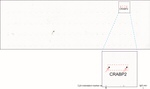 CRABP2 Antibody in Peptide array (ARRAY)