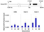 CREB Antibody in ChIP Assay (ChIP)