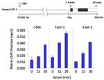 CBP Antibody in ChIP Assay (ChIP)