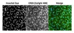 CREB Antibody in Immunocytochemistry (ICC/IF)