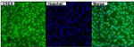 CREB Antibody in Immunocytochemistry (ICC/IF)