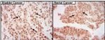 CREB Antibody in Immunohistochemistry (Paraffin) (IHC (P))