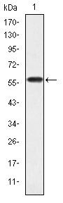 CrkL Antibody in Western Blot (WB)