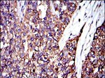 Crk Antibody in Immunohistochemistry (Paraffin) (IHC (P))