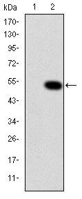 Crk Antibody in Western Blot (WB)