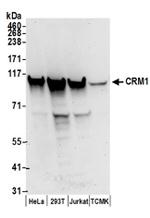 CRM1 Antibody in Western Blot (WB)