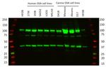 CRM1 Antibody in Western Blot (WB)