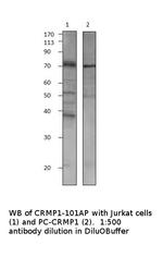 CRMP1 Antibody in Western Blot (WB)