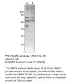 CRMP2 Antibody in Western Blot (WB)