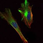 Torc2 Antibody in Immunocytochemistry (ICC/IF)