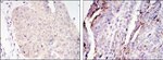 Torc2 Antibody in Immunohistochemistry (Paraffin) (IHC (P))