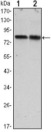 Torc2 Antibody in Western Blot (WB)