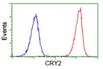 CRY2 Antibody in Flow Cytometry (Flow)