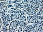 CRYAB Antibody in Immunohistochemistry (Paraffin) (IHC (P))