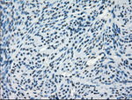 CRYAB Antibody in Immunohistochemistry (Paraffin) (IHC (P))