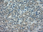 CRYAB Antibody in Immunohistochemistry (Paraffin) (IHC (P))