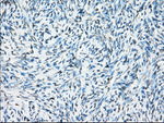 CRYAB Antibody in Immunohistochemistry (Paraffin) (IHC (P))