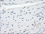 CRYAB Antibody in Immunohistochemistry (Paraffin) (IHC (P))