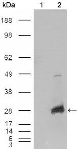 CRYAB Antibody in Western Blot (WB)