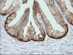 CRYM Antibody in Immunohistochemistry (Paraffin) (IHC (P))