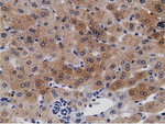 CRYM Antibody in Immunohistochemistry (Paraffin) (IHC (P))