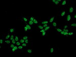 CRYZL1 Antibody in Immunocytochemistry (ICC/IF)