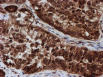 CRYZL1 Antibody in Immunohistochemistry (Paraffin) (IHC (P))