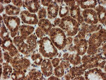 CRYZL1 Antibody in Immunohistochemistry (Paraffin) (IHC (P))