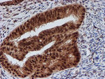 CRYZL1 Antibody in Immunohistochemistry (Paraffin) (IHC (P))