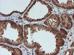 CRYZL1 Antibody in Immunohistochemistry (Paraffin) (IHC (P))