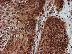 CRYZL1 Antibody in Immunohistochemistry (Paraffin) (IHC (P))