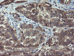 CRYZL1 Antibody in Immunohistochemistry (Paraffin) (IHC (P))