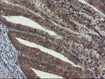 CRYZL1 Antibody in Immunohistochemistry (Paraffin) (IHC (P))