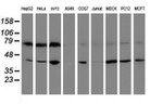 CRYZL1 Antibody in Western Blot (WB)