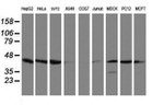 CRYZL1 Antibody in Western Blot (WB)