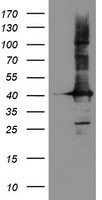 CRYZL1 Antibody in Western Blot (WB)