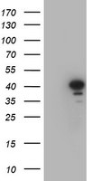 CRYZL1 Antibody in Western Blot (WB)