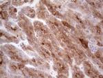 CSF1 Antibody in Immunohistochemistry (Paraffin) (IHC (P))