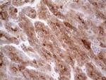 CSF1 Antibody in Immunohistochemistry (Paraffin) (IHC (P))