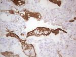 CSF1 Antibody in Immunohistochemistry (Paraffin) (IHC (P))